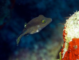 IMG 4101 Sharpnose Puffer